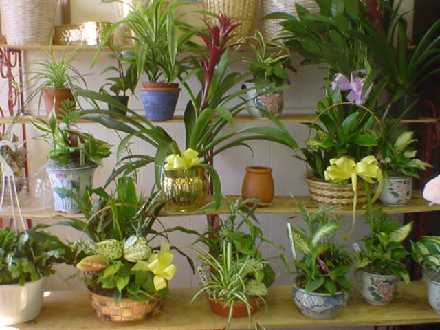 A Large Array of Plants, Containers, and Flowers